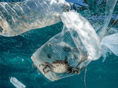 海洋塑膠污染，會(huì)對(duì)人體產(chǎn)生哪些危害？